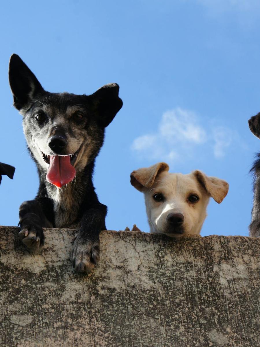 «por si las&nbsp;pulgas»